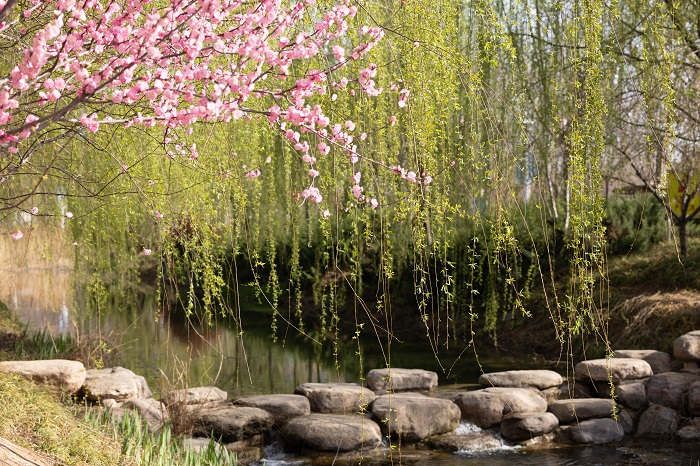 镜头丨大美三月 正是赏花时