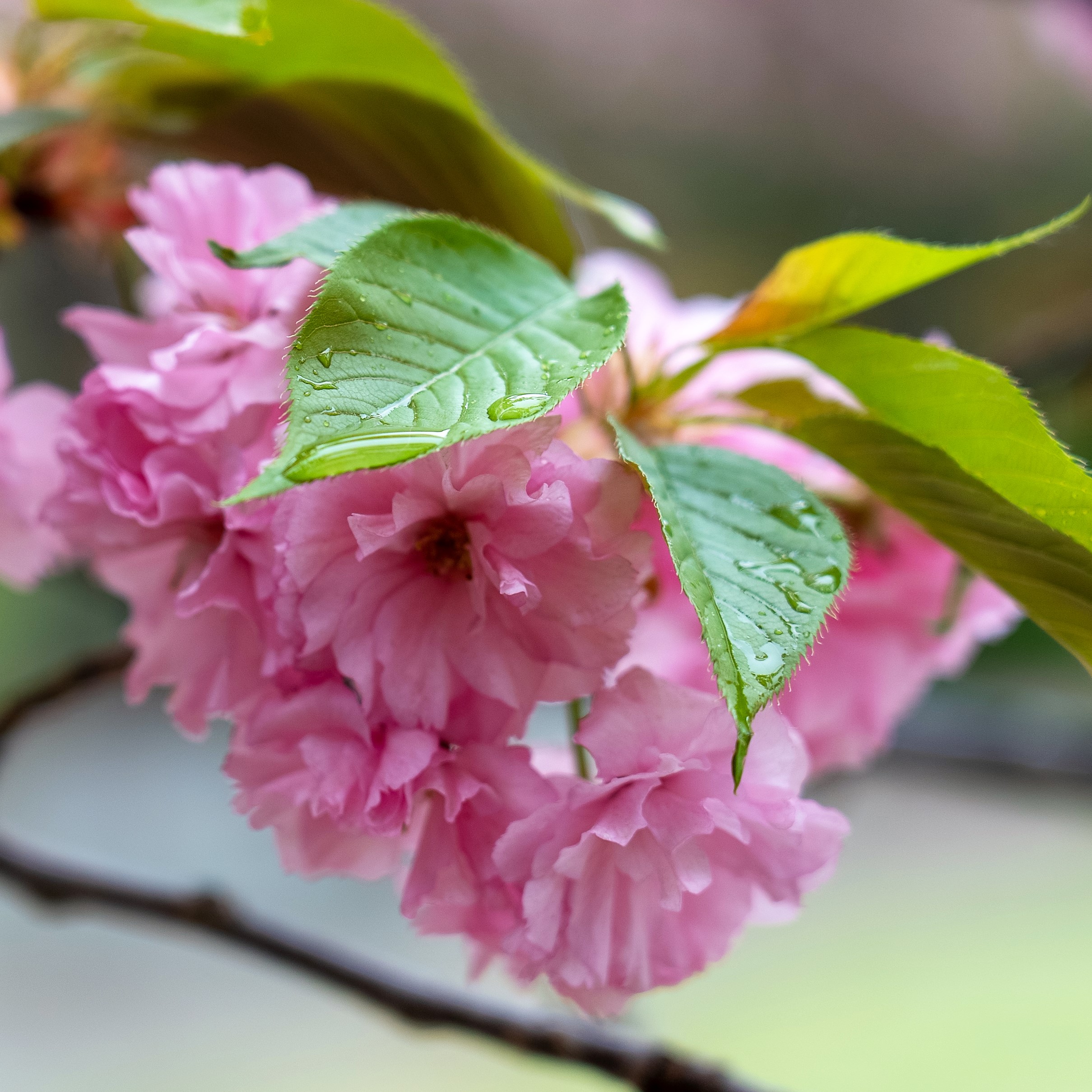 镜头丨谷雨时节 万象更新